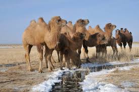 Over 7 feet tall at the hump. Kaz Camels Kamele Tiere Leben