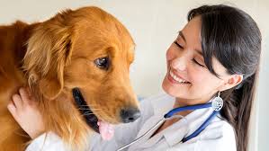 Does your employer offer the pet assure veterinary discount plan? Ultrasound In Parker Co Vca Animal Clinic Of Parker