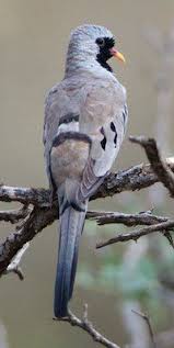 Pin On Birds
