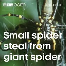 Bbc Earth Small Spider Steals From Giant Spider Facebook