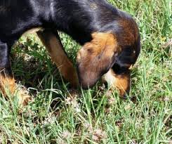 Dog vomit can contain yellow bile or dog food that has been partially digested, and it usually smells sour. Dog Vomiting Yellow Bile Yellow Foam With Diarrhea And Blood In The Morning After Drinking Water What To Give