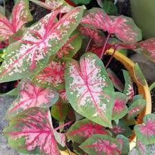 Caladium Carolyn Whorton Elephant Ear Carolyn Whorton In Gardentags Plant Encyclopedia