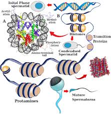 Image result for Protamine