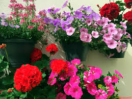 Love, live, dream, imagine… su precio: La Naturaleza En El Hogar 23 Decoracion De Paredes Con Flores Naturales Ulisesfl17 Steem Goldvoice Club