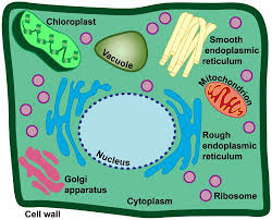 The Organelles Of A Plant Cell Biology101 Study Guide Planten
