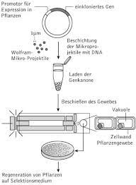 Die begriffe nanopartikel bzw.nanoteilchen bezeichnen verbünde von einigen wenigen bis einigen tausend atomen oder molekülen.der name nano bezieht sich auf ihre größe, die typischerweise bei 1 bis 100 nanometern liegt; Biolistische Transformation Kompaktlexikon Der Biologie