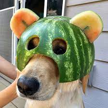 It also has low calories, no fat or cholesterol, and is high in potassium and vitamins a, b6, and c. Dogs Wearing Watermelon Helmets