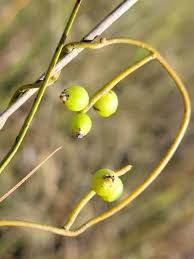 Image result for Cassytha filiformis