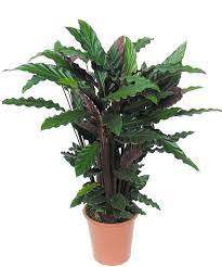 Calathea Wavestar Plants Calathea Buy Plants