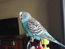 Check spelling or type a new query. Facts About Parakeet Hearing And How It Impacts Life In The Home Homekeethome