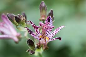 Image result for Liliaceae