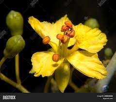 Palo verde national park, located in costa rica, is famous for its bird sanctuaries and wild marshes. Flower Palo Verde Tree Image Photo Free Trial Bigstock