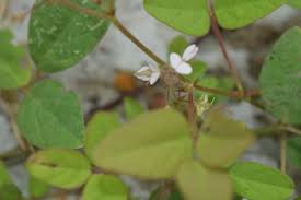 Image result for Desmodium scorpiurus