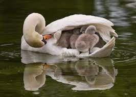 Contrary to most birds, cygnets have extremely long childhoods, and you'll often see large teenaged cygnets hanging around with their parents and an entirely new group of baby siblings. The Barnacle Is My Totem Mother And Baby Animals Cute Animals Baby Animals