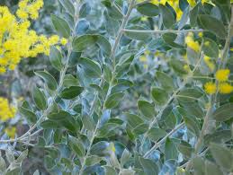 Image result for Acacia podalyriifolia