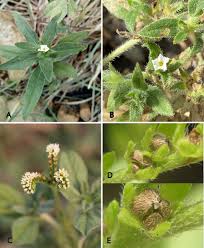 Image result for Euploca ovalifolia