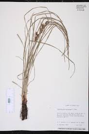 Image result for Fimbristylis dichotoma