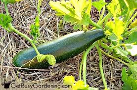 Jan 23, 2020 · when you grow beans, you can see results right away. 40 Vegetables That Grow In Shade Get Busy Gardening