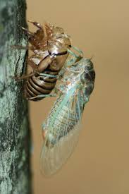 However, they are certainly capable of causing a noise nuisance, something that should be mentioned, even if only briefly. Periodic Cicada Information Do Cicadas Damage Plants In The Garden