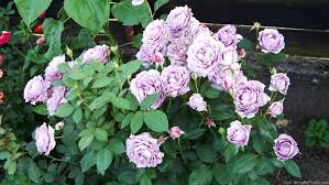 Novalis Rose Photo Rose Photos Rose Garden Inspiration