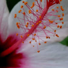 Image result for Hibiscus nigricaulis