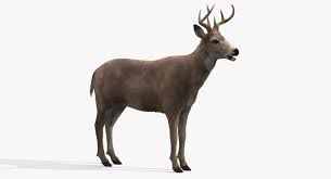 Deer Fur Hair 3d Model Deer 3d Model Animals