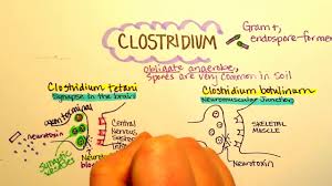 Once the toxin enters an open wound, the spores germinate and grow if the wound is deprived of oxygen. Clostridium Tetani Tetanus Youtube