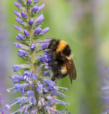 Image result for Bombus sporadicus