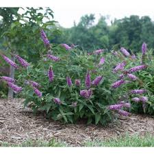 Proven Winners 3 Gal Lo And Behold Pink Micro Chip Butterfly Bush Buddleia Live Shrub Pink Flowers Budprc1183135 The Home Depot Butterfly Bush White Flower Farm Plants
