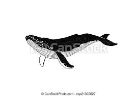 Download 3,412 humpback whale stock illustrations, vectors & clipart for free or amazingly low rates! Whale Illustration Canstock