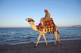 The long shape contains a huge this counter current heat exchanging system is responsible for keeping the brain cool. Camels Linked To Mystery Disease Science News For Students