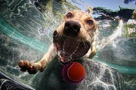 Dogs Look So Cute Underwater Click The Photo To See More Neat Images Underwater Dogs Dog Photos Dog Photography