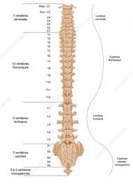 Of or pertaining to any neck. Cervical Kyphosis Keyword Search Science Photo Library