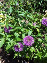 Pin On Gardens