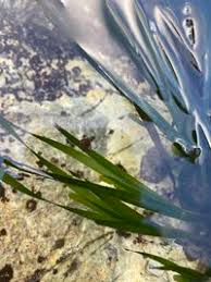 Image result for Zosteraceae