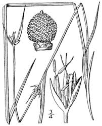 Image result for Scleria bambariensis