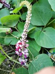 Image result for Pueraria