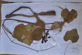 Image result for Ampelocissus africana