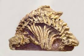 Image result for Pareiasaurus