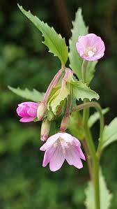 Image result for Epilobium