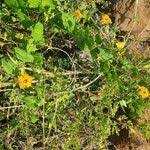 Image result for Momordica boivinii