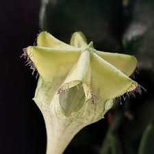 Image result for Ceropegia monteiroae