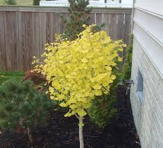 Ginkgo Biloba Dwarf Varieties Trees Forum Gardenweb Landscaping Plants Yellow Shrubs Ginko Tree