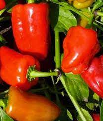 Check spelling or type a new query. Pin On Gardening Peppers Spicy Sweet Hot Flavorful