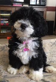 F1b puppies are thought to be one of the best combinations for folks with. Summerfield Mini Bernedoodles Home Facebook