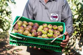 Check spelling or type a new query. Brazil Early Start For Brazilian Fig Season