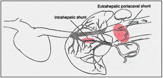 A liver shunt, or a portosystemic shunt, is a normal fetal blood vessel that in the womb bypasses liver tissue, allowing the mother's system to filter out toxins for the developing baby. Liver Shunts Small Problems That Cause Bigger Ones