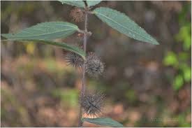 Image result for Triumfetta pilosa