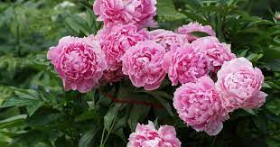 Maybe you would like to learn more about one of these? Pfingstrosen Pflanzen Pflegen Schneiden Liebe Deinen Garten