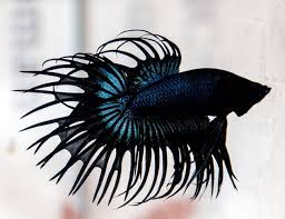 Betta fish come in about 65 species too! Black Orchid Crown Tail Male Betta Arizona Aquatic Gardens